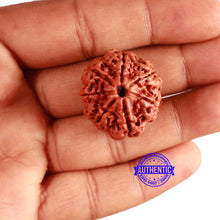 Load image into Gallery viewer, 7 Mukhi Nepalese Rudraksha - Bead No. 591
