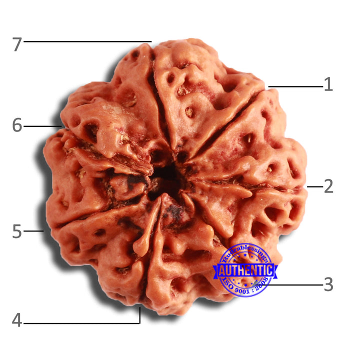 7 Mukhi Nepalese Rudraksha - Bead No. 592