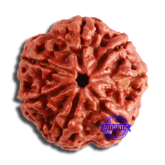 7 Mukhi Nepalese Rudraksha - Bead No. 593