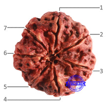 Load image into Gallery viewer, 7 Mukhi Nepalese Rudraksha - Bead No. 594
