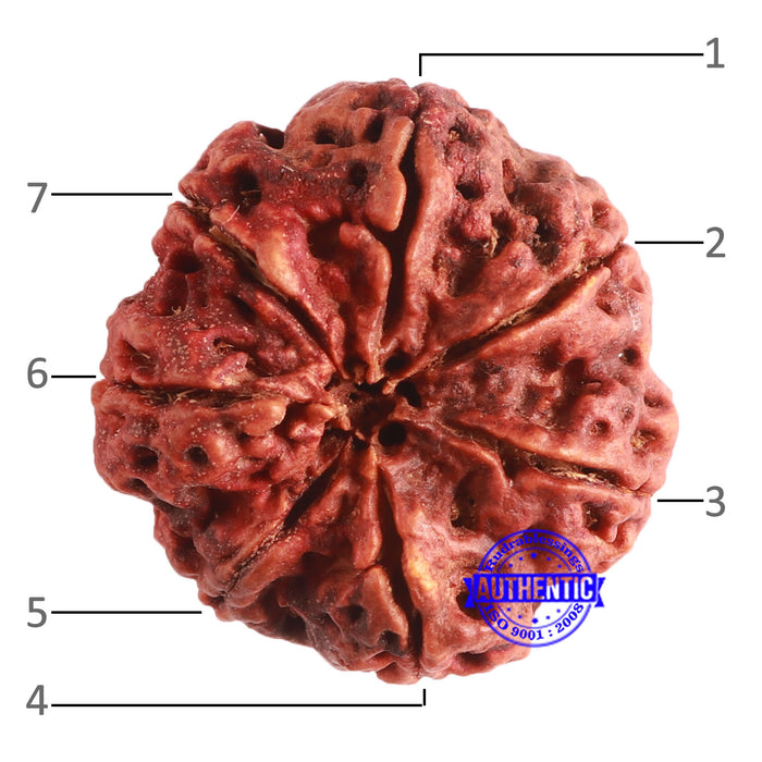 7 Mukhi Nepalese Rudraksha - Bead No. 594