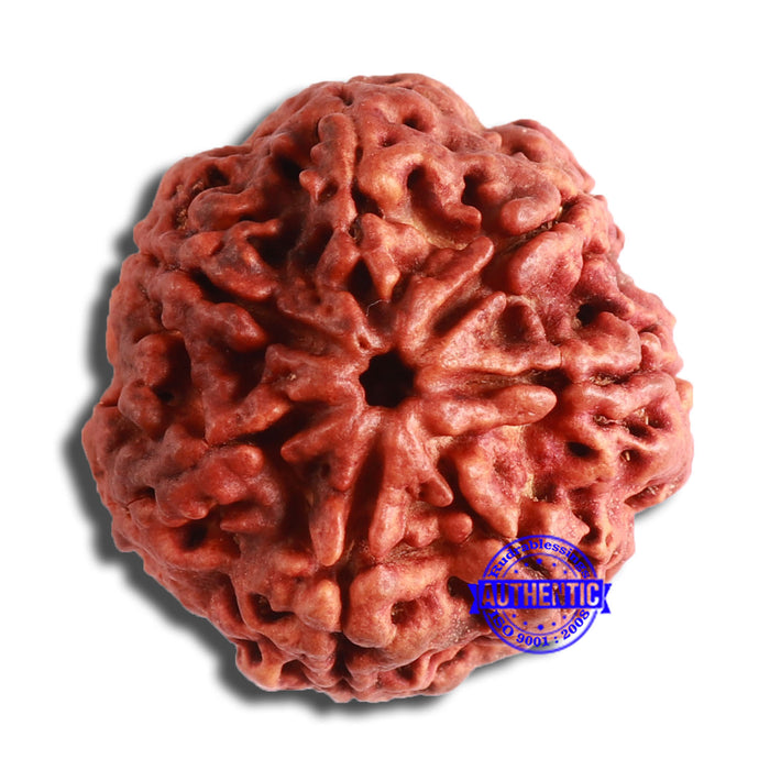 7 Mukhi Nepalese Rudraksha - Bead No. 594