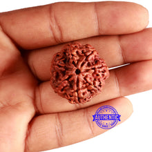 Load image into Gallery viewer, 7 Mukhi Nepalese Rudraksha - Bead No. 594
