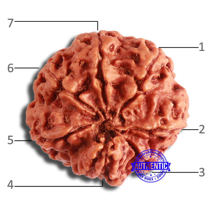 7 Mukhi Nepalese Rudraksha - Bead No. 595