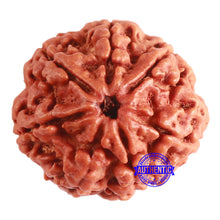 Load image into Gallery viewer, 7 Mukhi Nepalese Rudraksha - Bead No. 595
