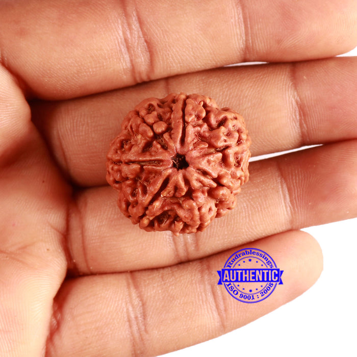 7 Mukhi Nepalese Rudraksha - Bead No. 595