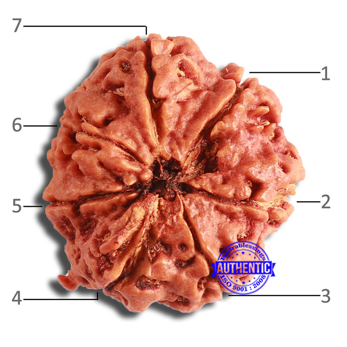 7 Mukhi Nepalese Rudraksha - Bead No. 596