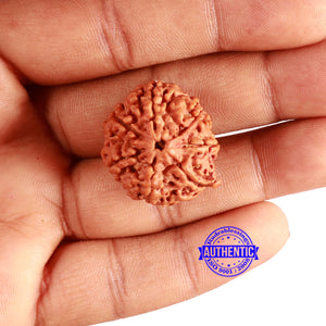 7 Mukhi Nepalese Rudraksha - Bead No. 596
