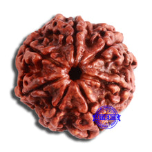 Load image into Gallery viewer, 7 Mukhi Nepalese Rudraksha - Bead No. 599

