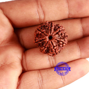 7 Mukhi Nepalese Rudraksha - Bead No. 599