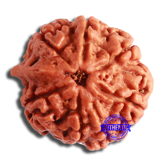 7 Mukhi Nepalese Ganesha Rudraksha - Bead No. 600