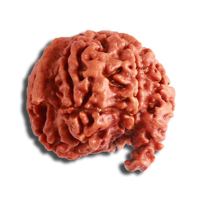 7 Mukhi Nepalese Ganesha Rudraksha - Bead No. 600