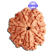 Load image into Gallery viewer, 7 Mukhi Nepalese Rudraksha - Bead No. 380
