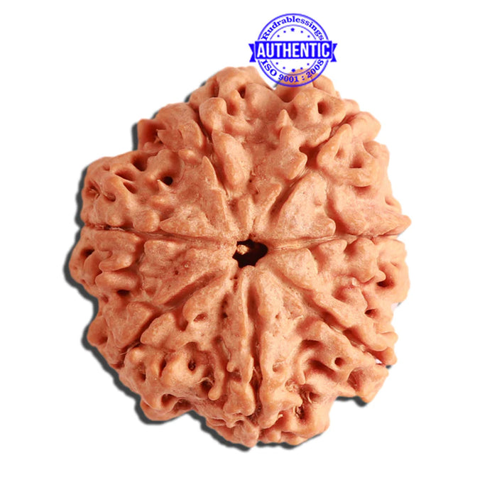 7 Mukhi Nepalese Rudraksha - Bead No. 380