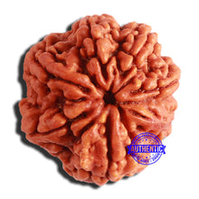 Load image into Gallery viewer, 7 Mukhi Nepalese Rudraksha - Bead No. 504
