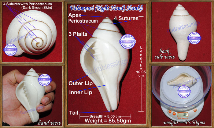 Valampuri Shankh - 85.50 gms