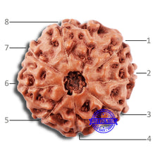 Load image into Gallery viewer, 8 Mukhi Rudraksha from Indonesia - Bead No. 12
