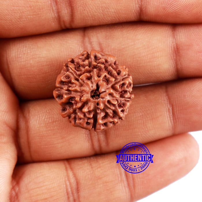 8 Mukhi Rudraksha from Indonesia - Bead No. 12