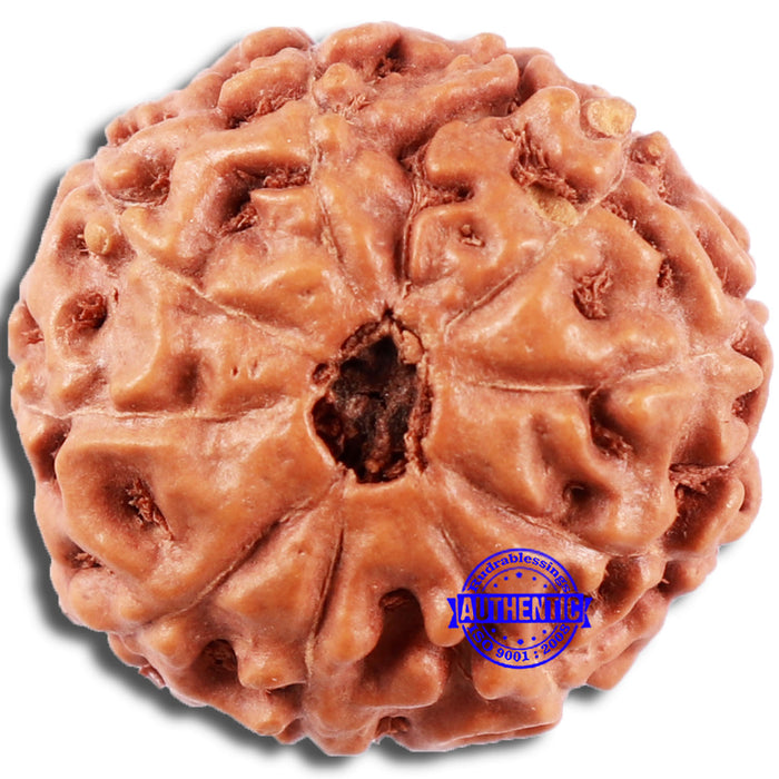 8 Mukhi Rudraksha from Indonesia - Bead No. 13