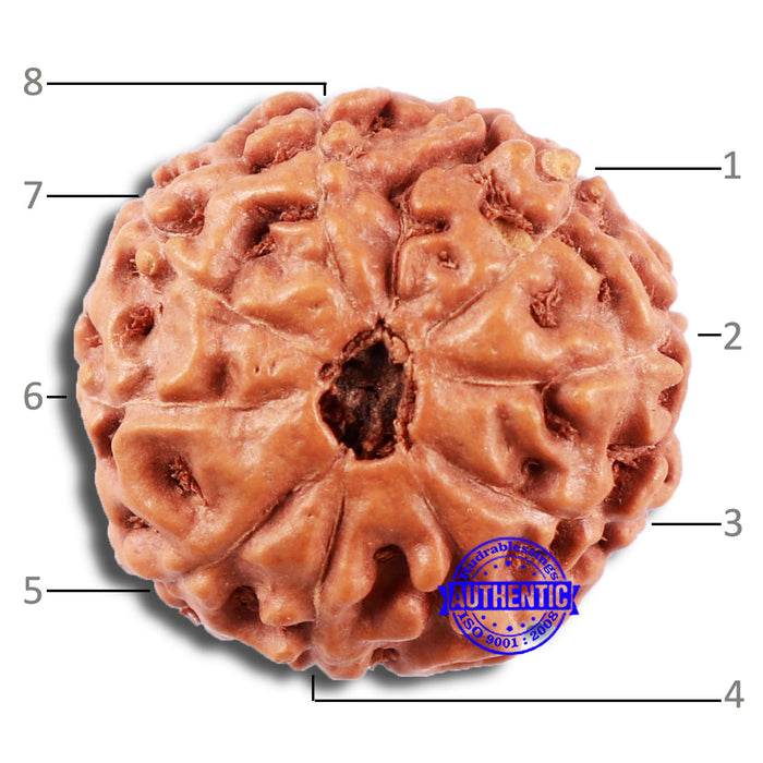 8 Mukhi Rudraksha from Indonesia - Bead No. 13