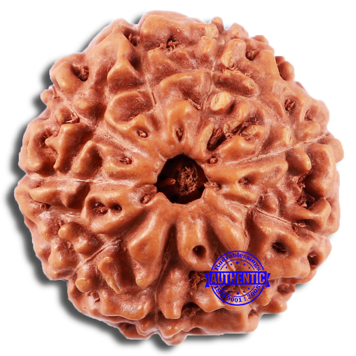 8 Mukhi Rudraksha from Indonesia - Bead No. 13