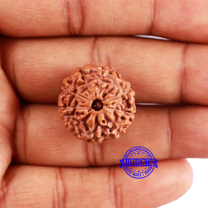 8 Mukhi Rudraksha from Indonesia - Bead No. 13