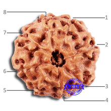 Load image into Gallery viewer, 8 Mukhi Rudraksha from Indonesia - Bead No. 14
