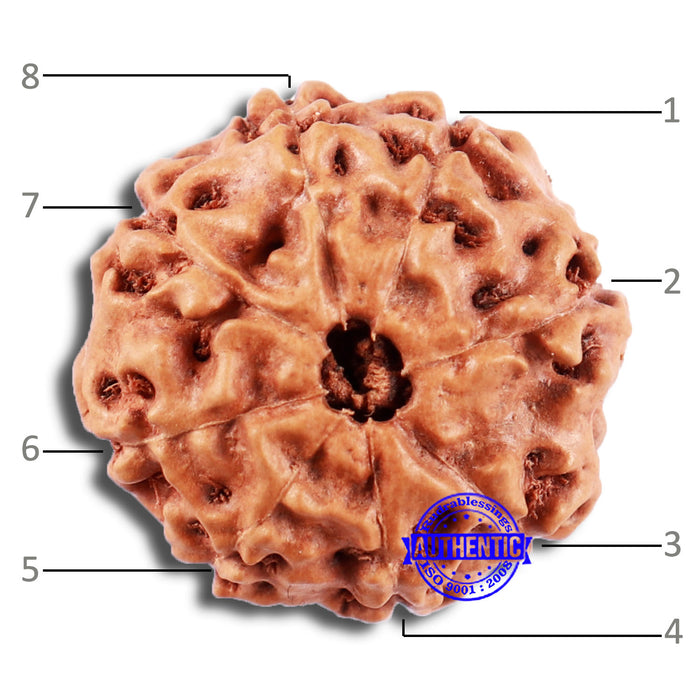 8 Mukhi Rudraksha from Indonesia - Bead No. 14