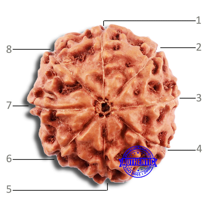 8 Mukhi Rudraksha from Indonesia - Bead No. 16