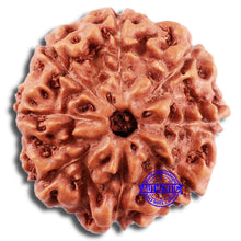 Load image into Gallery viewer, 8 Mukhi Rudraksha from Indonesia - Bead No. 16
