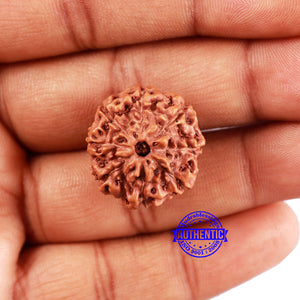 8 Mukhi Rudraksha from Indonesia - Bead No. 16