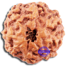 Load image into Gallery viewer, 8 Mukhi Rudraksha from Indonesia - Bead No. 17
