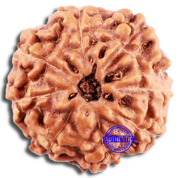 8 Mukhi Rudraksha from Indonesia - Bead No. 17