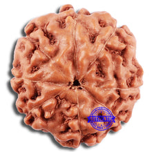 Load image into Gallery viewer, 8 Mukhi Rudraksha from Indonesia - Bead No. 18

