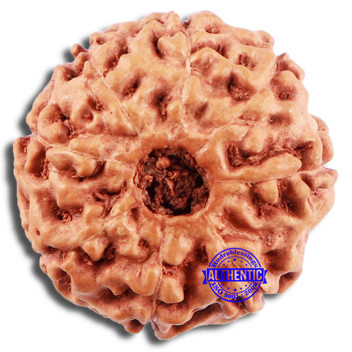 8 Mukhi Rudraksha from Indonesia - Bead No. 19