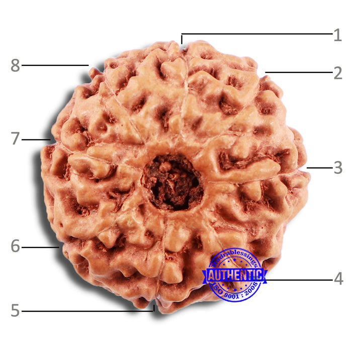 8 Mukhi Rudraksha from Indonesia - Bead No. 19