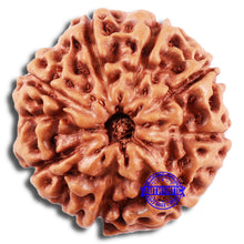 Load image into Gallery viewer, 8 Mukhi Rudraksha from Indonesia - Bead No. 19
