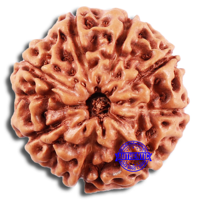 8 Mukhi Rudraksha from Indonesia - Bead No. 19