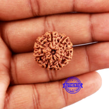 Load image into Gallery viewer, 8 Mukhi Rudraksha from Indonesia - Bead No. 19
