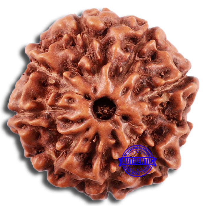 8 Mukhi Rudraksha from Indonesia - Bead No. 1