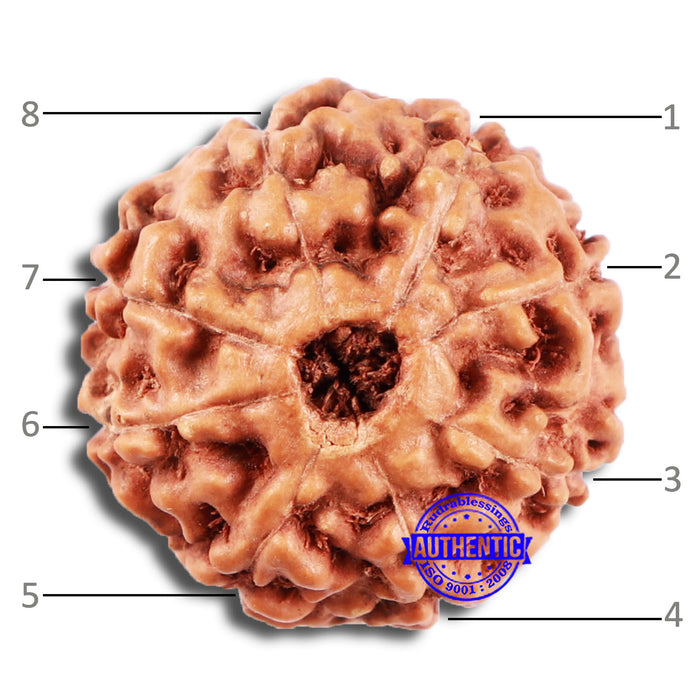 8 Mukhi Rudraksha from Indonesia - Bead No. 208