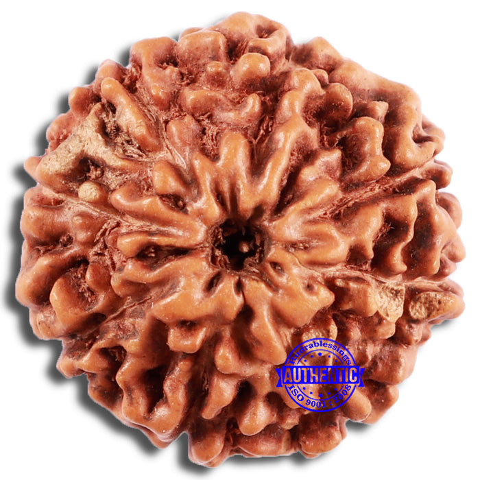 8 Mukhi Rudraksha from Indonesia - Bead No. 208