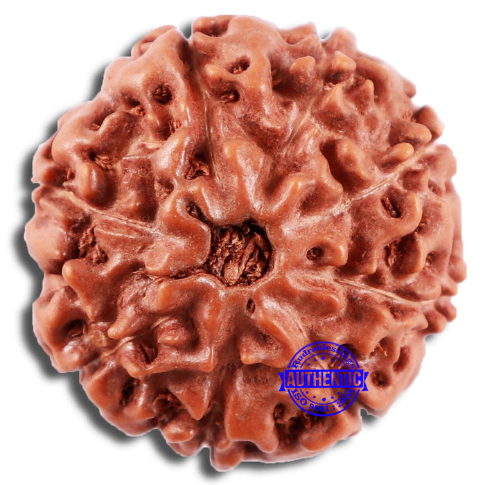 8 Mukhi Rudraksha from Indonesia - Bead No. 20