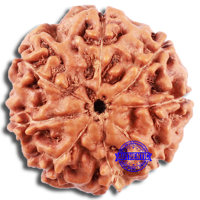 8 Mukhi Rudraksha from Indonesia - Bead No. 212