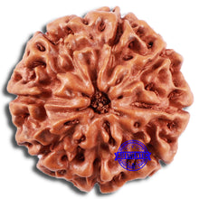 Load image into Gallery viewer, 8 Mukhi Rudraksha from Indonesia - Bead No. 214
