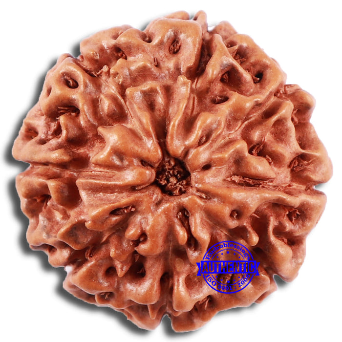 8 Mukhi Rudraksha from Indonesia - Bead No. 214