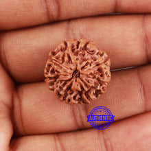 Load image into Gallery viewer, 8 Mukhi Rudraksha from Indonesia - Bead No. 214
