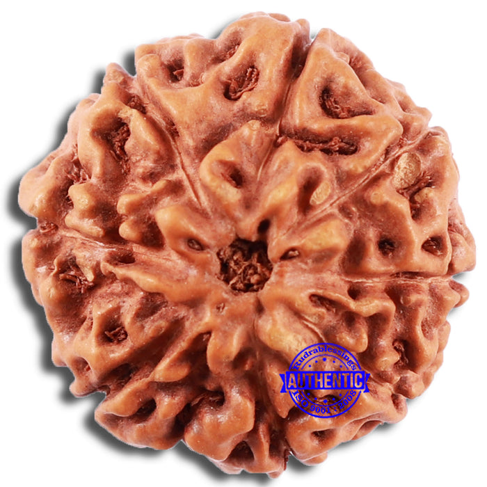8 Mukhi Rudraksha from Indonesia - Bead No. 215