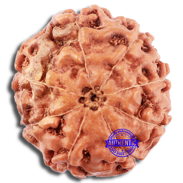 8 Mukhi Rudraksha from Indonesia - Bead No. 217