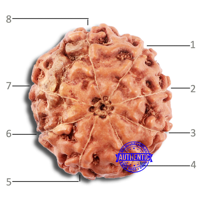 8 Mukhi Rudraksha from Indonesia - Bead No. 217